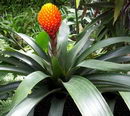 Guzmania conifera